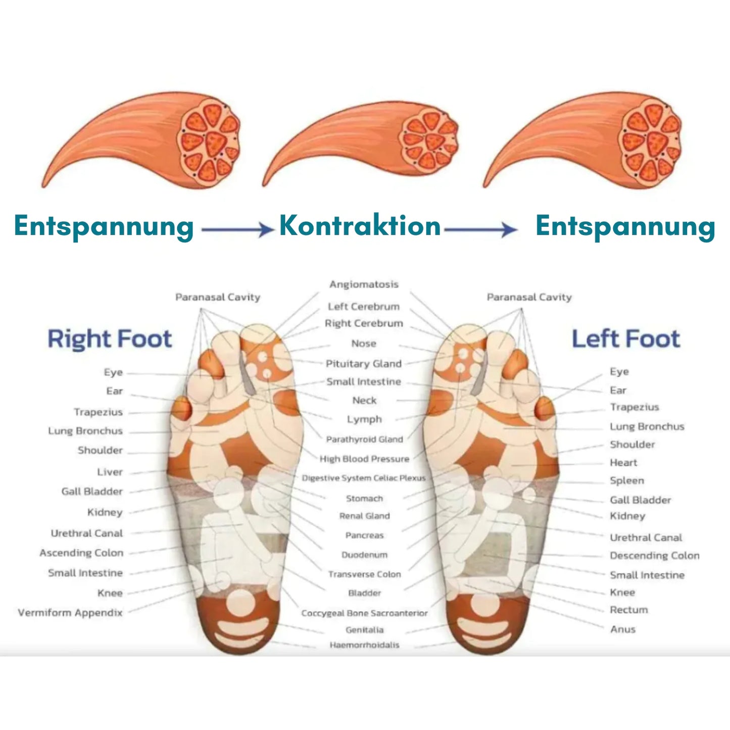 Say Goodbye to Chronic Foot Pain with our EMS Foot Massager